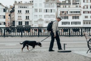 Pet travel visa 2025 guide